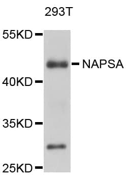 NAPSA / NAPA / Napsin A Antibody