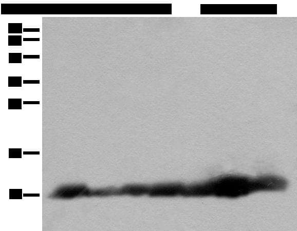 C14orf2 Antibody
