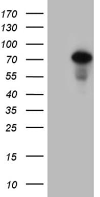 ZFP37 Antibody (clone OTI3G4)