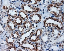 APP / Beta Amyloid Precursor Antibody (clone OTI6B7)