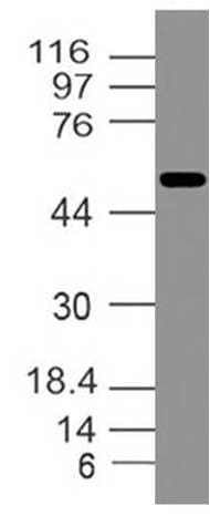 Ifi202b Antibody