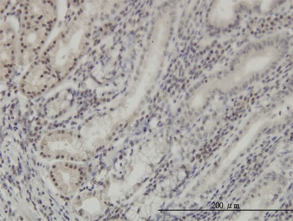 Monoclonal Mouse anti-Human DLX2 Antibody (clone 2H2, IHC, WB)