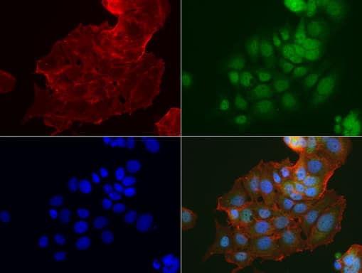 IDO1 / IDO Antibody (clone UMAB126)