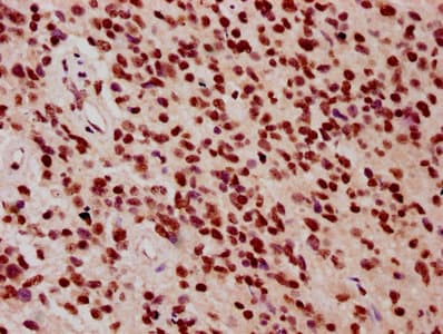 HIST1H3A Antibody