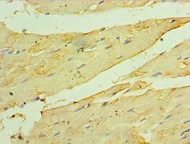 HSPB2 / HSP27 Antibody (aa1-182)