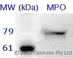 IHC-plus™ MPO / Myeloperoxidase Antibody