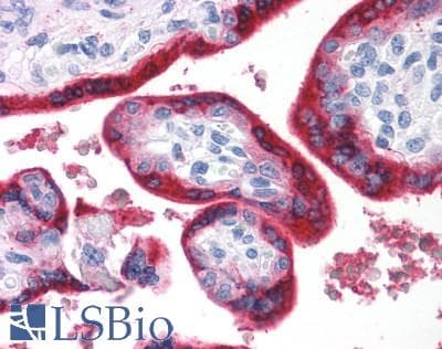PathPlus™ BRS3 Antibody (N-Terminus)