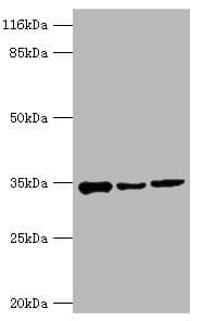 AQP4 / Aquaporin 4 Antibody (aa253-323)