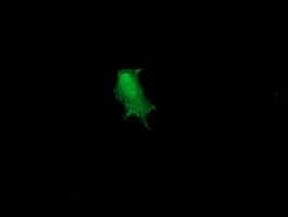 RGS16 Antibody (clone OTI1D3)