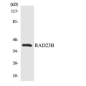 IHC-plus™ RAD23B / HR23B Antibody (aa27-76)