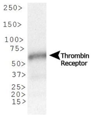 F2R / Thrombin Receptor / PAR1 Antibody (clone N2-11, DY488)