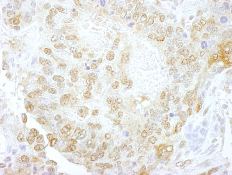 NCBP1 / CBP80 Antibody (aa482-532)