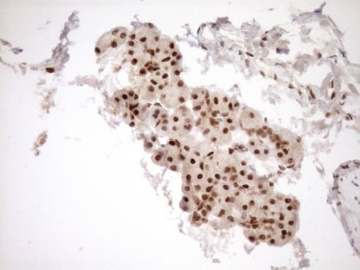 NUDT21 Antibody (aa2-227, clone OTI2C8)