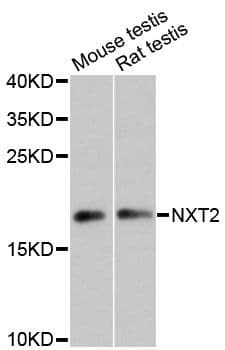 NXT2 Antibody