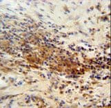 DNAJC11 Antibody (aa27-56)
