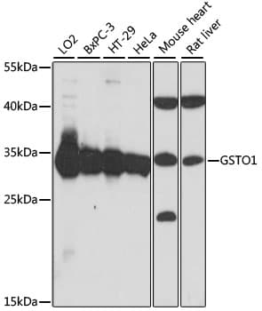 GSTO1 Antibody
