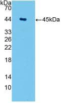AQP4 / Aquaporin 4 Antibody