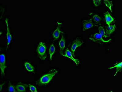 Polyclonal Rabbit anti-Human PARD6G Antibody (IF, WB)