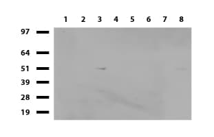 ALX4 Antibody (clone UMAB118)