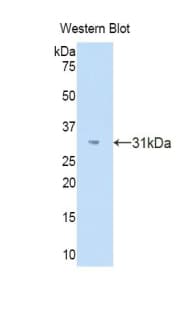 SPON1 / F-Spondin Antibody (aa195-392, FITC)