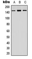 CYFIP1 Antibody (C-Terminus)