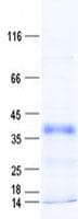 Human PRR14L Protein (Recombinant His, N-Terminal)