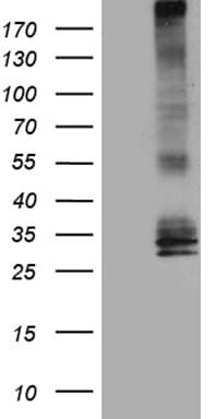AQP8 / Aquaporin 8 Antibody (clone OTI6C9, Carrier-free)