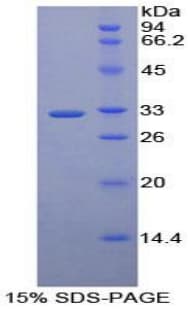 Human MAEA / EMP Protein (Recombinant His-T7)