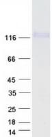 Human CDH26 / Cadherin 26 Protein (Recombinant Myc-DDK (Flag))