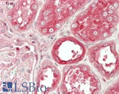 IHC-plus™ c-CBL Antibody