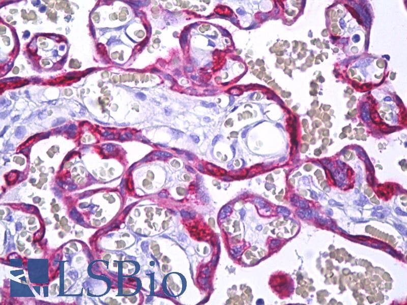 IHC-plus™ MFGE8 /Lactadherin Antibody (clone B656M)