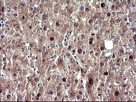 UPRT Antibody (clone OTI3A3, Carrier-free)