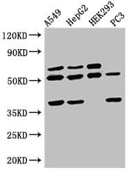 Polyclonal Rabbit anti-Human TAF1A Antibody (IHC, WB)