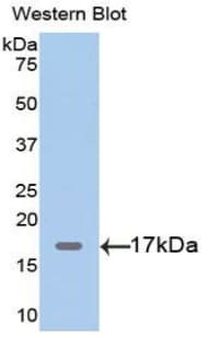 MB / Myoglobin Antibody (aa1-154)