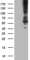KCNJ3 / GIRK1 Antibody (aa279-501, clone OTI1G2, Carrier-free)