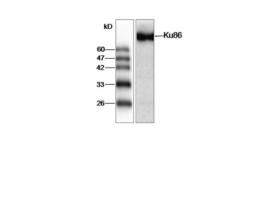 XRCC5 / Ku80 Antibody (aa1-210)