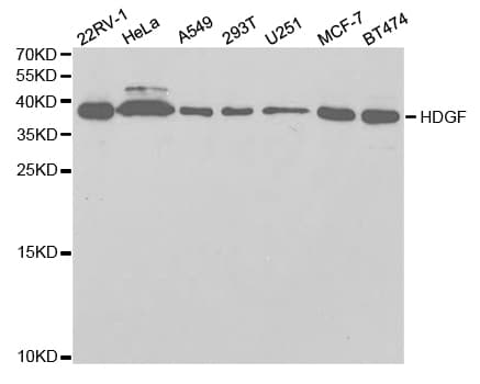 HDGF Antibody