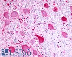 PathPlus™ TPRA1 / GPR175 Antibody (Cytoplasmic Domain)