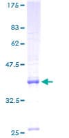 Human MRPS17 Protein (Recombinant GST)