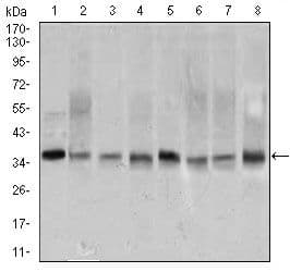 Monoclonal Mouse anti-Human PCNA Antibody (clone 7H4F8, Amino Acid: 53-196, IHC, WB)