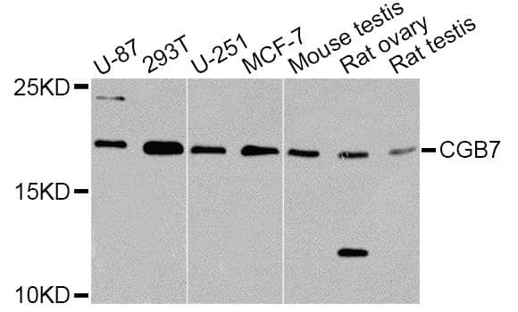 CGB7 Antibody