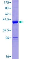 Human NUDCD2 Protein (Recombinant GST)