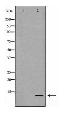 CASP9 / Caspase 9 Antibody