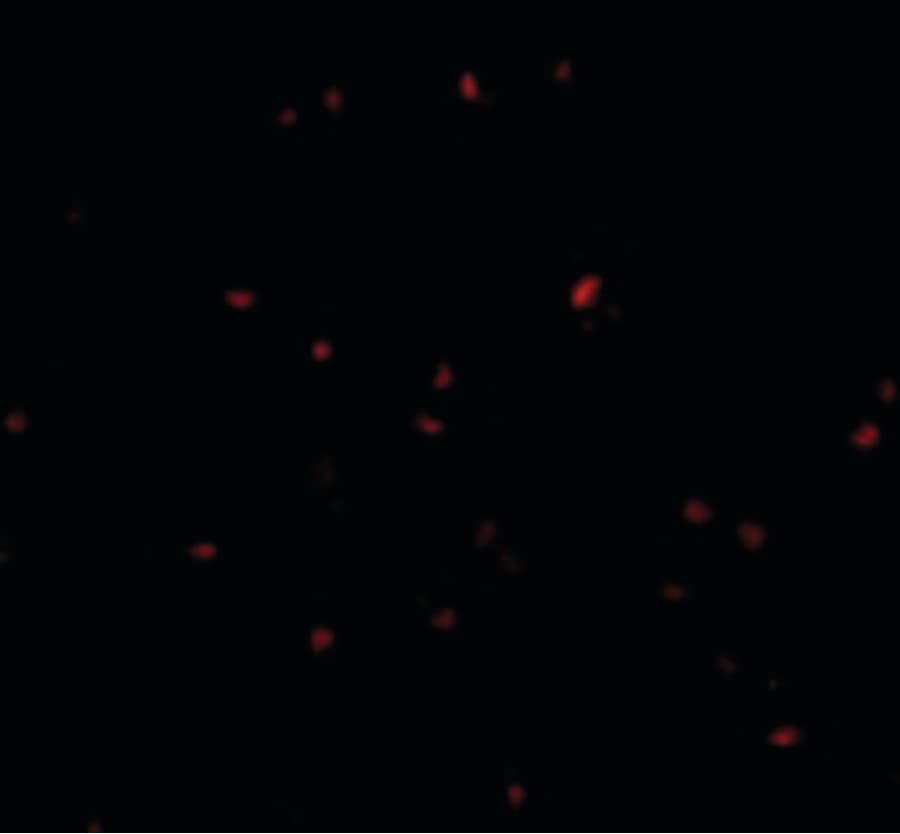 IHC-plus™ ORAI2 Antibody