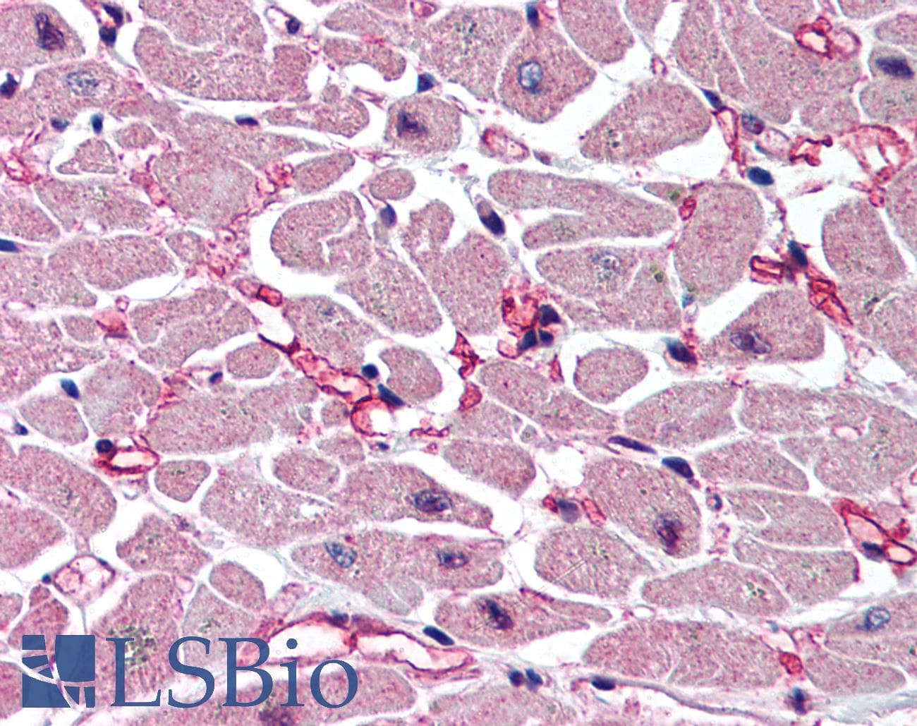 IHC-plus™ Polyclonal Rabbit anti-Rat CASP9 / Caspase 9 Antibody (aa345-359, IHC, WB)