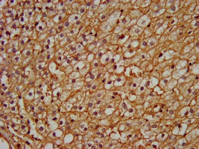 Polyclonal Rabbit anti-Human PEX13 Antibody (WB)