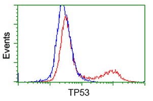 TP53 / p53 Antibody (clone OTI1C6)