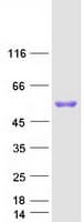 Human FGG / Fibrinogen Gamma Protein (Recombinant Myc-DDK (Flag))