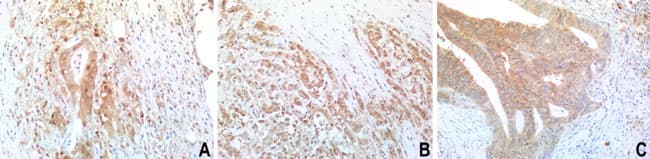 Monoclonal Mouse anti-Human BID Antibody (clone UMAB139, IHC, WB)