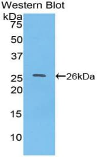 TOR2A Antibody (aa49-248, PE)
